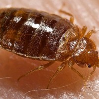 รู้จักตัวเรือด-bedbug